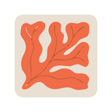 Square seaweed coaster (x1)